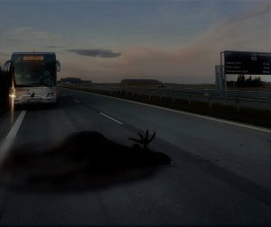 Świt. Na drodze dwupasmowej leży martwy łoś. W oddali stoi autobus.
