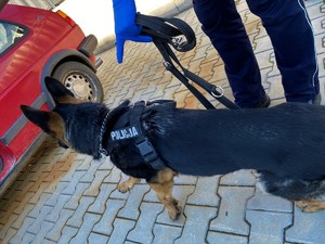 Policjant z psem przy samochodzie osobowym koloru czerwonego.