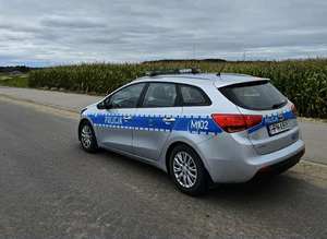 Radiowóz przy polu kukurydzy