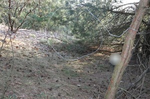 Wnyk na drzewie w lesie