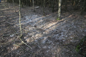 Sierść sarny na ściółce w lesie